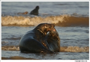 Grey Seal 6